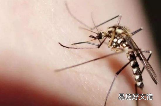 穿什么颜色的衣服容易被蚊子叮