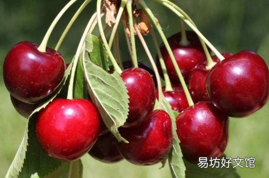 樱桃和西红柿能一起吃吗