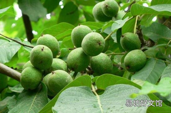 青皮核桃什么时候上市