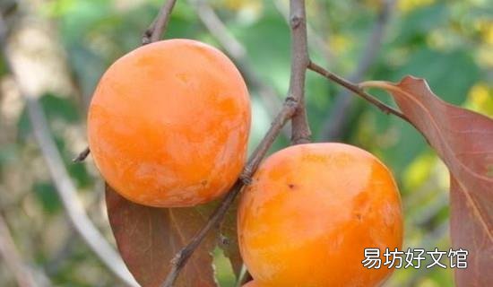 桃子不能和什么水果一起吃吗