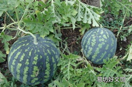 西瓜不能跟桃一起吃吗