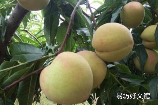 毛桃和芒果能一起吃吗