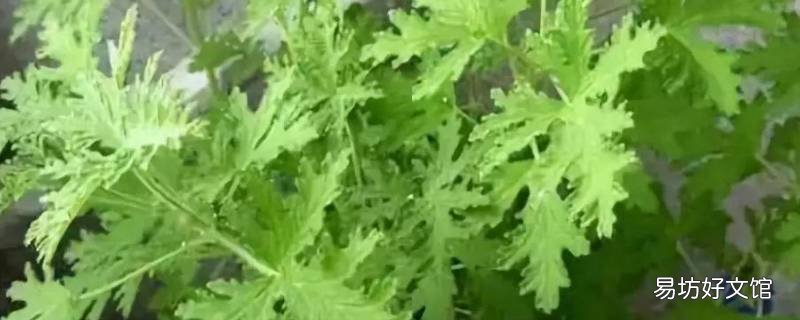 驱蚊竹能放房间里面吗
