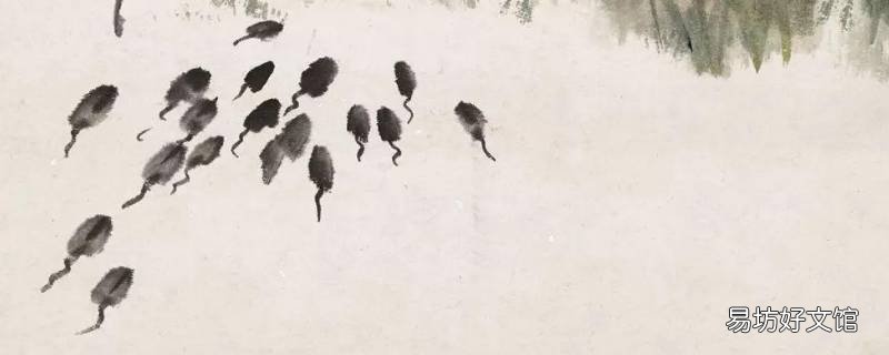 蝌蚪是吃什么的