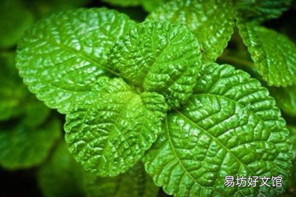驱蚊植物哪种最好 驱蚊植物中驱蚊草最好