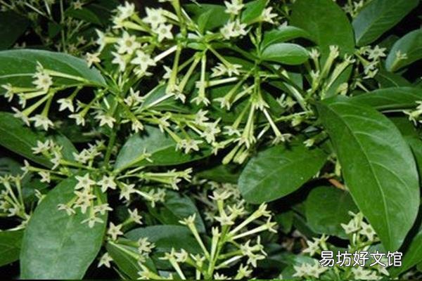驱蚊植物哪种最好 驱蚊植物中驱蚊草最好