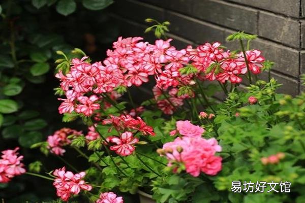 驱蚊植物哪种最好 驱蚊植物中驱蚊草最好