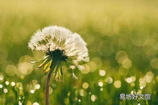 香草是什么植物 香草的相关介绍
