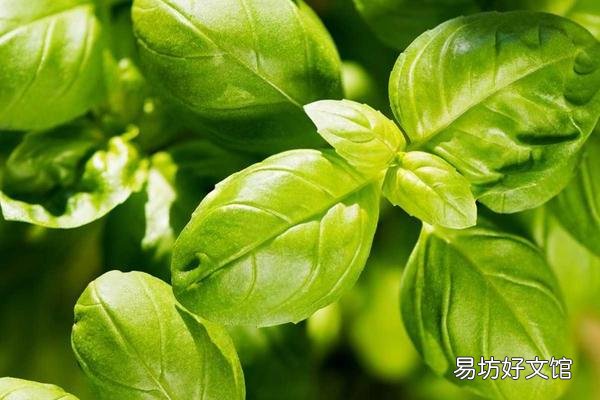 香草是什么植物 香草的相关介绍
