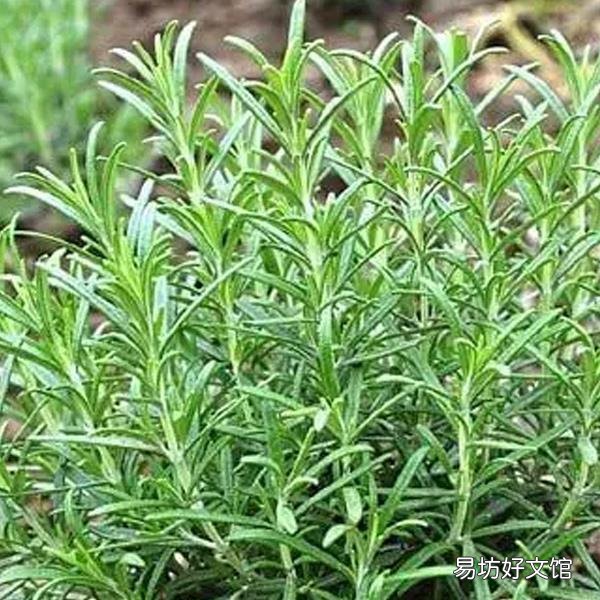 香草是什么植物 香草的相关介绍