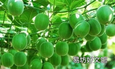 有什么减肥茶推荐吗,最好是能润肠通便的