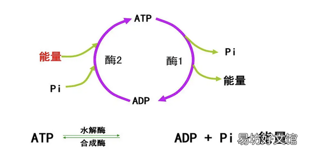 ATP的合成与分解过程的诠释