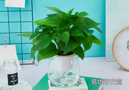 绿萝营养液是直接浇在上面还是兑水浇了