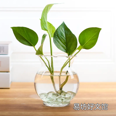 绿萝营养液是浇根部还是喷叶面