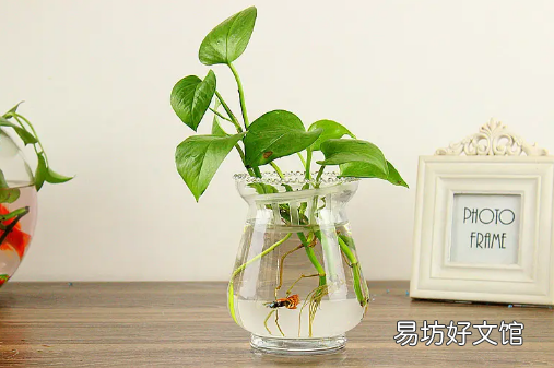 绿萝营养液是浇根部还是喷叶面