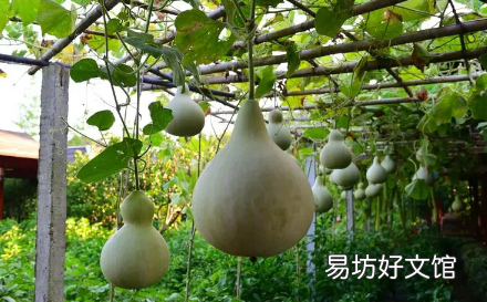 葫芦的龙头掉了不吉利吗