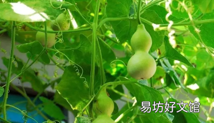 葫芦的龙头掉了不吉利吗