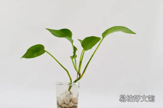 ?绿萝发黄了怎么可以变绿