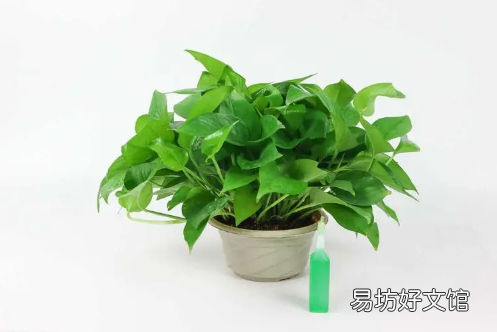 ?绿萝发黄了怎么可以变绿