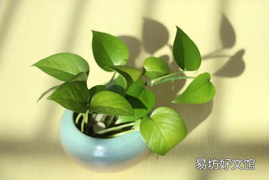 绿萝为什么会枯萎