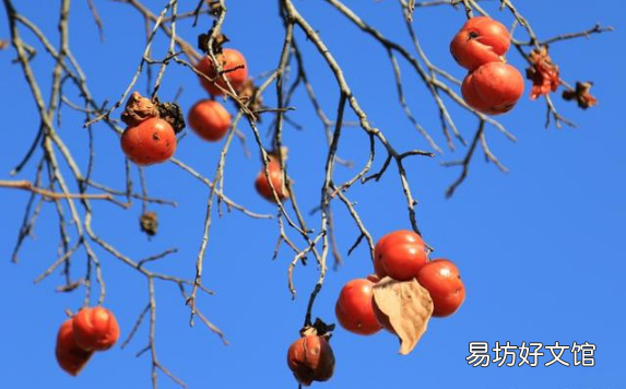 柿子里面有黑点点是正常的吗