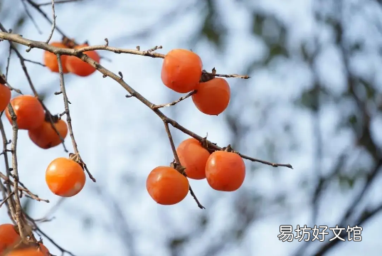 柿子里面有黑点点是正常的吗