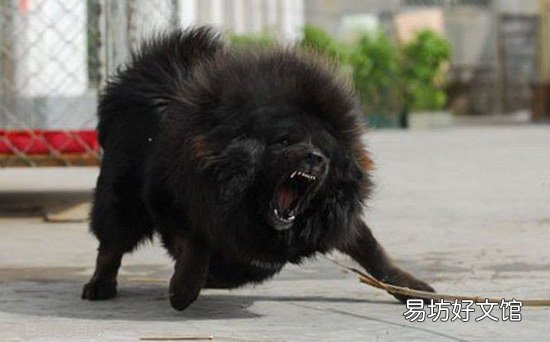 藏獒多少钱一只