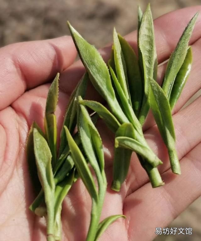 高山绿茶好还是毛尖好,毛尖和高山绿茶都比较浓吗