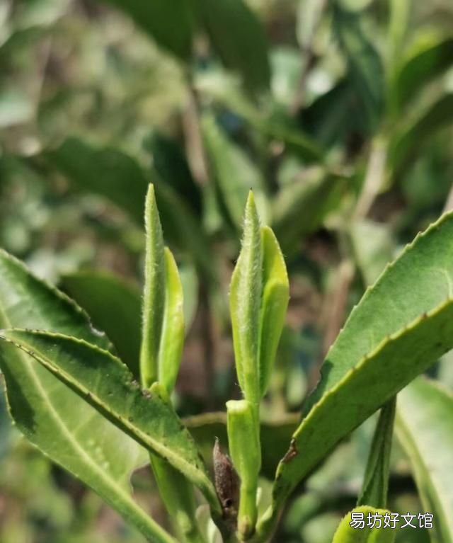 高山绿茶好还是毛尖好,毛尖和高山绿茶都比较浓吗
