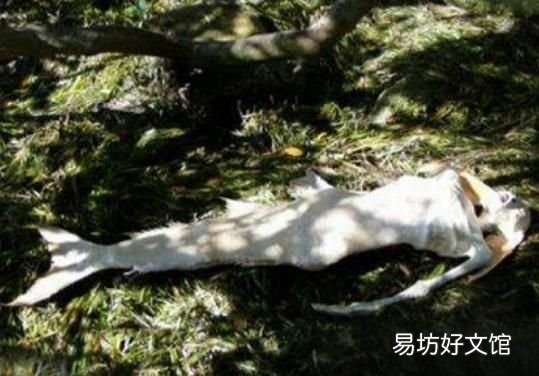 中国古代有记载美人鱼吗 美人鱼真实存在么