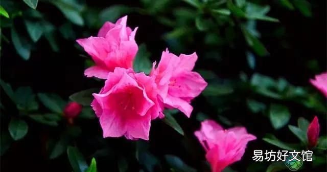 无锡杜鹃园花卉 徐汇杜鹃园幼稚园怎么样