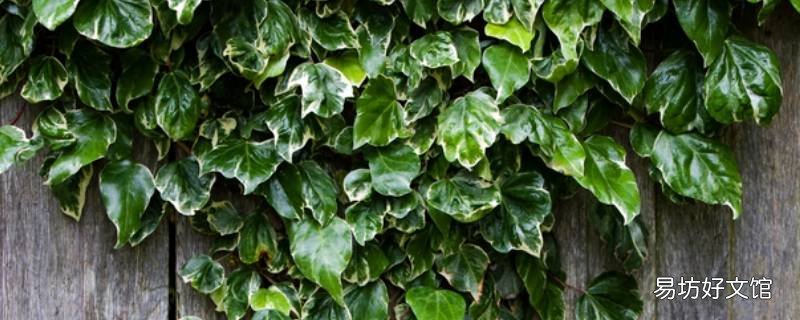 四季常綠爬藤植物
