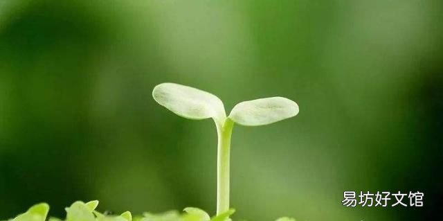 木桶效应是团队说的吗,木桶效应中的个人作用