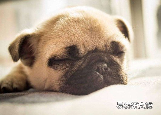 巴哥犬价格是多少钱一只