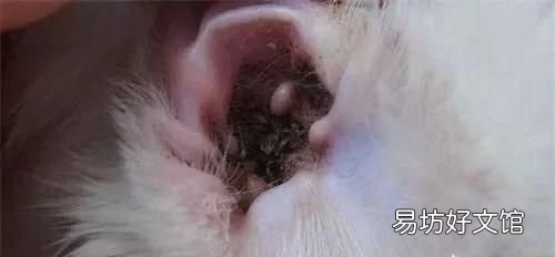 猫有耳螨怎么办