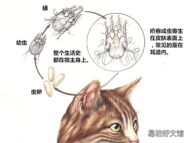 猫有耳螨怎么办