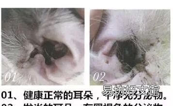 猫有耳螨怎么办