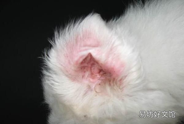 猫有耳螨怎么办