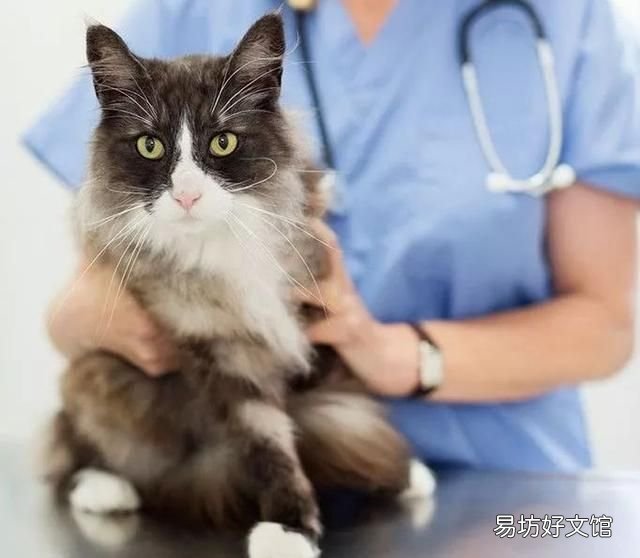 猫有耳螨怎么办