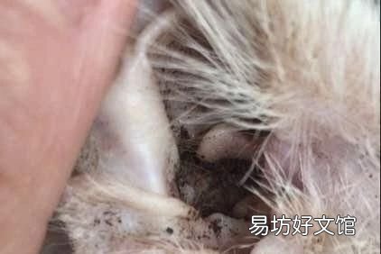 猫有耳螨怎么办