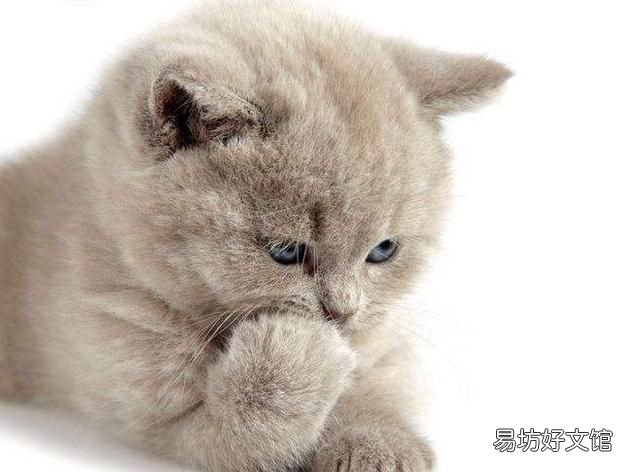 猫有耳螨怎么办