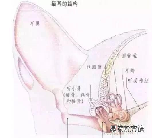 猫有耳螨怎么办