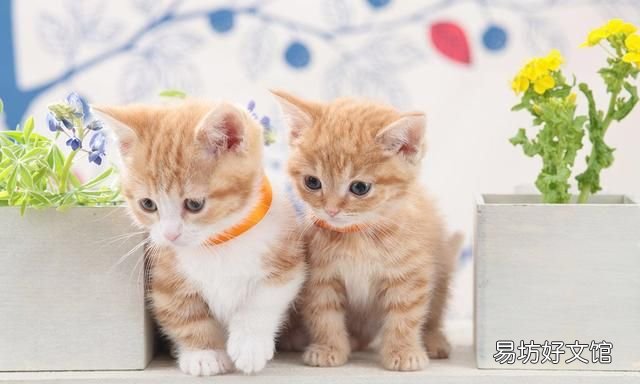 猫有耳螨怎么办