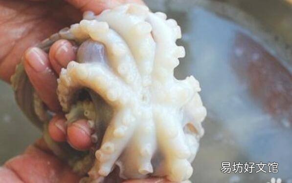 八爪鱼如何清洗