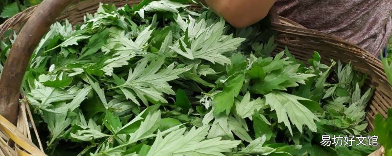 艾草苦的能不能吃
