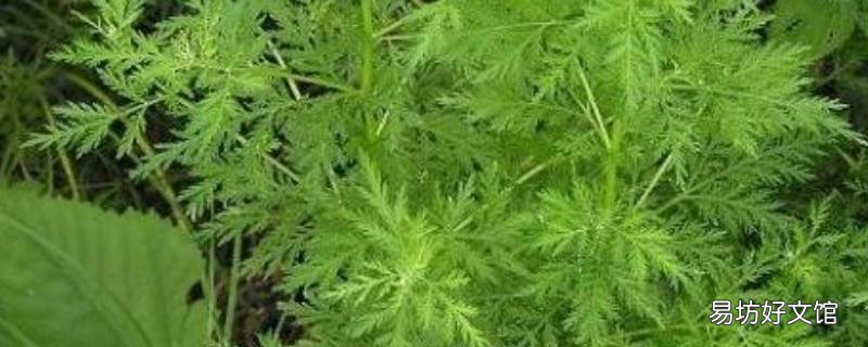 黄蒿怎么吃