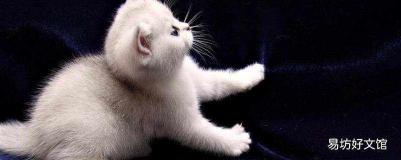猫咪夏天会怕热吗
