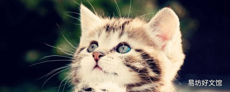 猫能喝纯牛奶吗
