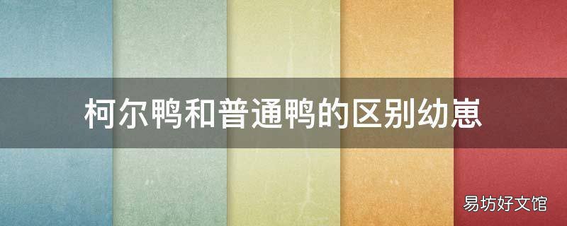 柯尔鸭和普通鸭的区别幼崽