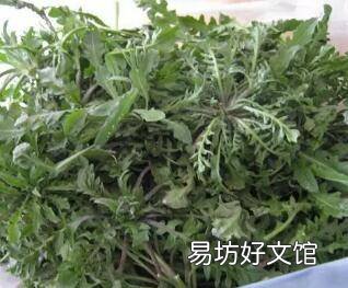 野生荠菜长得什么样